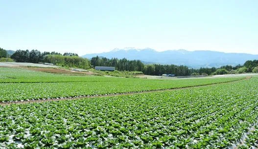 1981年の夏、私は福岡の私立大学の1年生だった