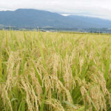 1978/08/05　てんが小路を横切って