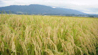 1978/08/05　てんが小路を横切って