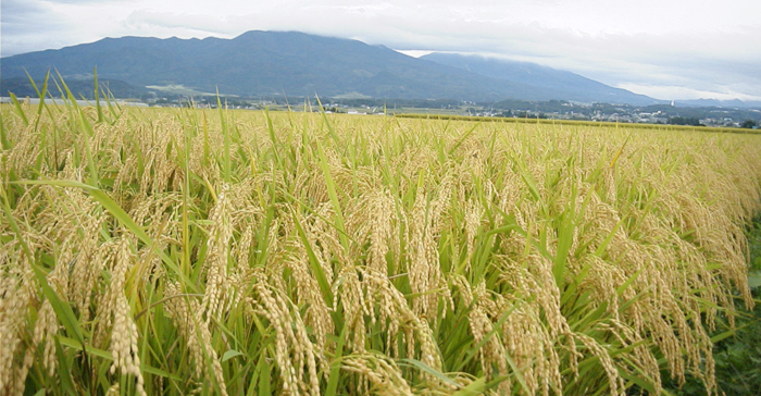 1978/08/05　てんが小路を横切って